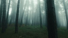 Walking into the deep forest with mist and tall trees in Autumn season - Powered by Shutterstock - Get 15% off with code: PIKWIZARD15