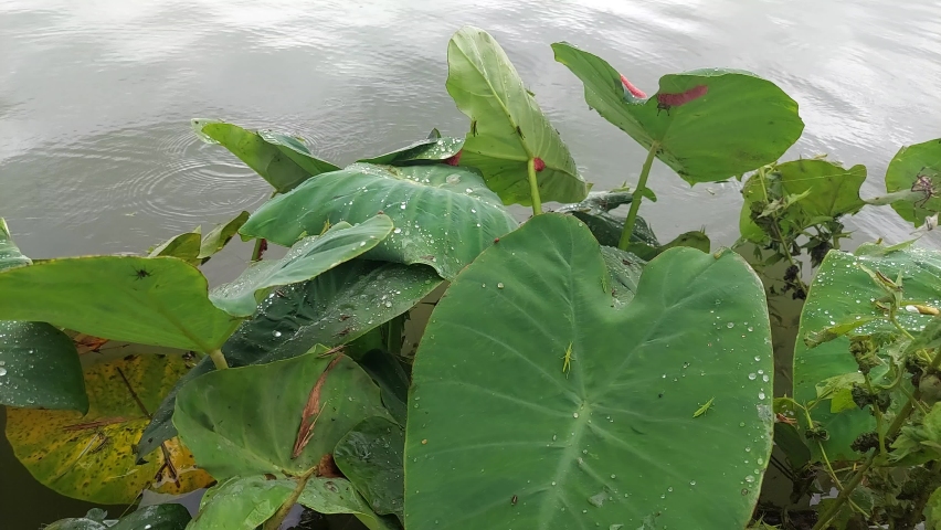 Grasshoppers, Spiders, Insects and Gold Conch Eggs on Foliage on the Waterfront. This happens when there is a flood in the rice fields.