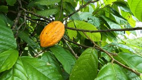 Panoramic view of ripe cacao berries on the cacao tree. Fruit that makes chocolate. Yellow cocoa, Video 4k.mp4