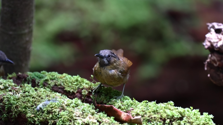 Nature wildlife footage of Grey throated babbler bird on deep ranforest jungle