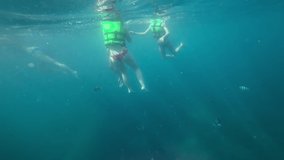 People snorkelling with many colourful striped ocean wild fishes, enjoying diving to the reefs in clear water. Underwater footage