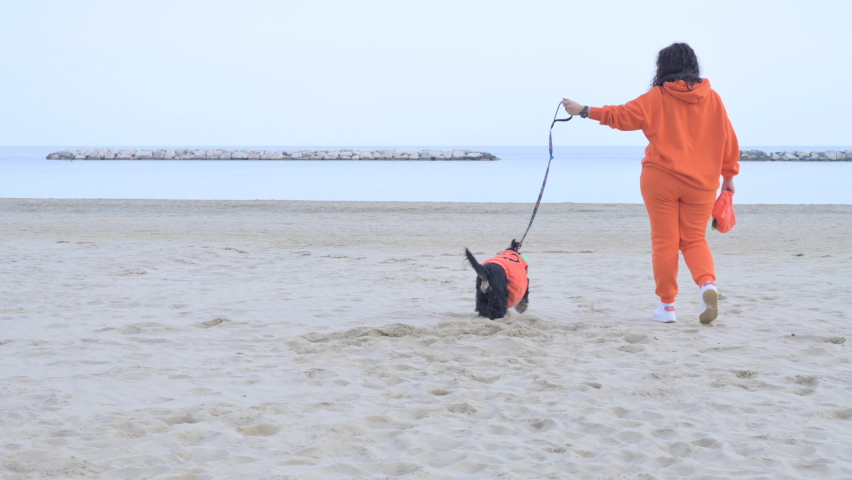 Halloween dog dressed as a pumpkin on the beach. Black Cocker Spaniel in festive clothes plays with his owner. Autumn embankment and a good walk. High quality 4k footage