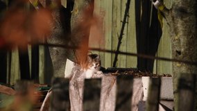 Young cat sharpens its claws scratching wooden table covered with fabric standing in back yard at sunset. Real time video. Selective focus. Domestic animals theme.