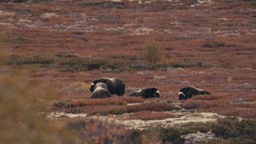 Group Of Musk Ox Resting On The Field In Dovrefjell-Sunndalsfjella National Park In Norway. - wide - Powered by Shutterstock - Get 15% off with code: PIKWIZARD15