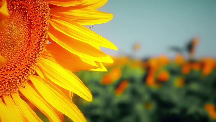 summer landscape - field of sunflowers on a background cloudy sky Royalty-Free Stock Footage #1095509567