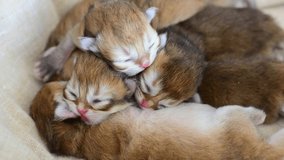 Newborn cute kittens sleeping together