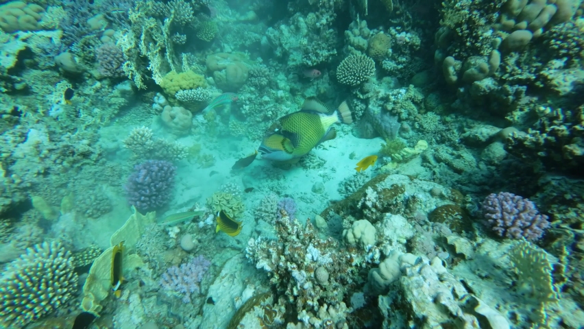 Slow motion of the Trigger fish on coral reef. Titan Triggerfish (Balistoides viridescens) Camera moving forwards to the fish. Close-up. Red Sea, Egypt Royalty-Free Stock Footage #1095511849