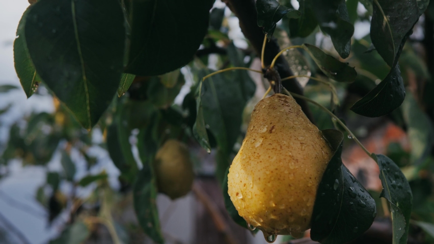 Fresh ripe juicy pears with drops after rain. A yellow pear on a tree among green leaves with drops of abundant dew. Pear garden in the country. pear on a branch of a tree in an orchard. fruit garden  Royalty-Free Stock Footage #1095514339