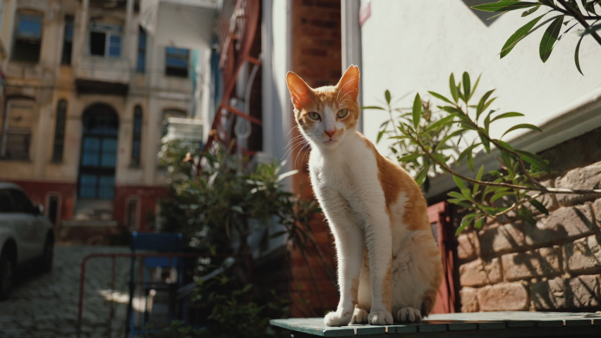Ginger-white stray Cat sitting on the table on city street in a background of old historical buildings, Balat area, Istanbul Turkey Royalty-Free Stock Footage #1095518949