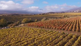 Hills of South America Vineyard and Winery. Beautiful fall vineyards landscape with bright colors. Aerial drone view video