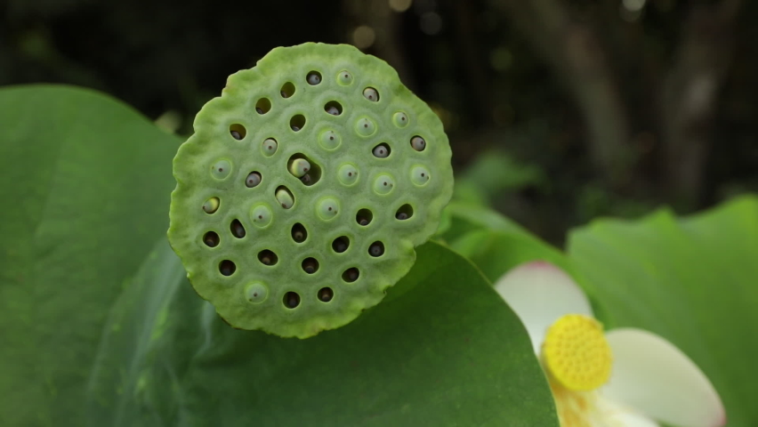 Botany. Aquatic Plants. Closeup view of a Lotus fruit and seeds. Royalty-Free Stock Footage #1095524225