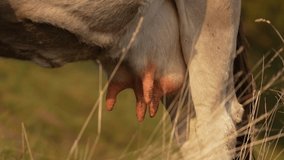 A cow's udders. Detail view of a cow's body on a farm in the heart of the mountains. 4k video.