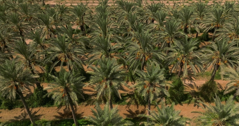 Tall Palm trees plantation, Aerial view Royalty-Free Stock Footage #1095527373