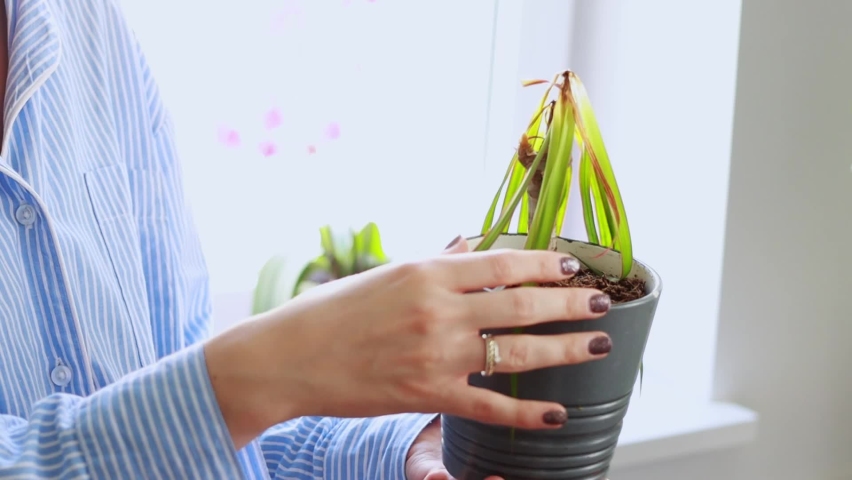 Woman hands holding dried houseplant, raising withered green and turned yellow palm leaves standing in room at home.Indoor plants diseases disorders identification and treatment.Unsuitable conditions. Royalty-Free Stock Footage #1095531873