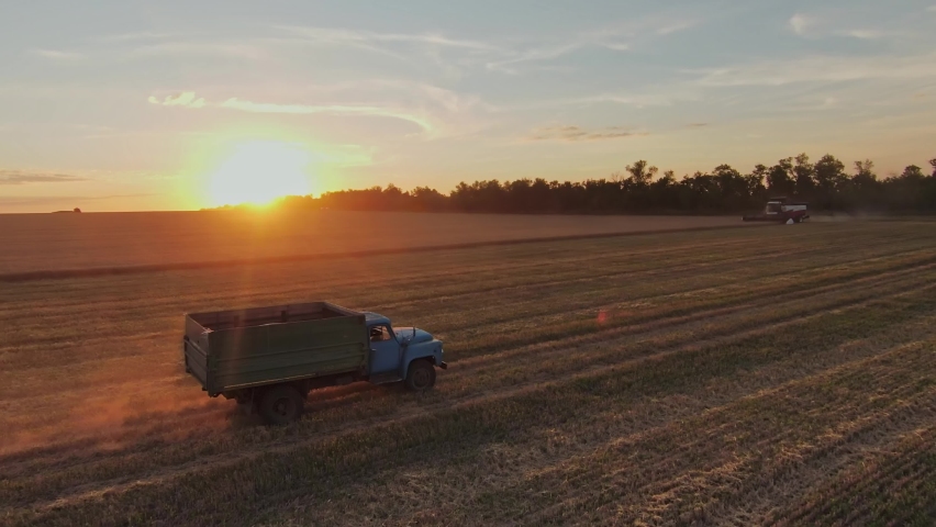 agriculture. retro truck carries a wheat grain harvested across the field at sunset. business agriculture concept. retro truck in agriculture carries harvested wheat. agriculture wheat sun concept Royalty-Free Stock Footage #1095532631