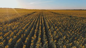 sunflowers. drone video field sunflowers at sunset sun glare. farming agriculture lifestyle a business concept. field yellow flowers sunflowers ripe agricultural harvest. sunflower farming