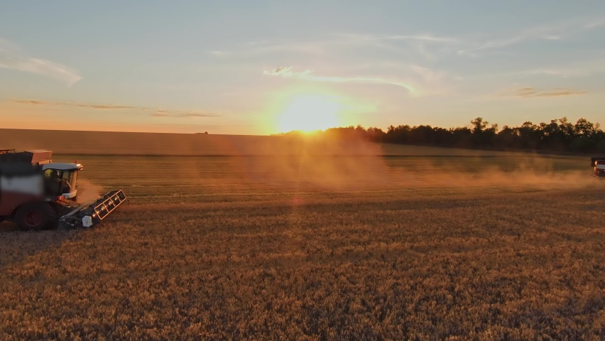 agriculture. harvester harvests wheat in a field at sunset. business farm agriculture concept. harvester combine working in agricultural field of wheat plantation. agriculture lifestyle concept Royalty-Free Stock Footage #1095532717