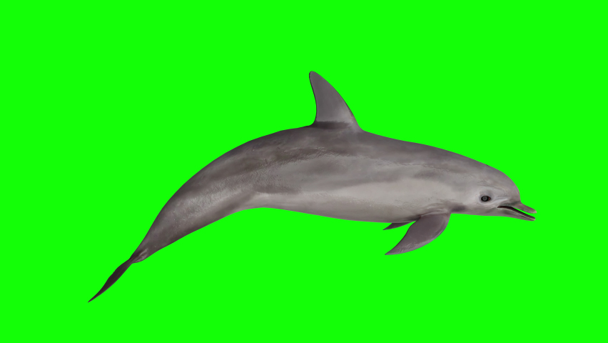 a dolphin isolated on green background. a 3d animation of a dolphin Royalty-Free Stock Footage #1095535303