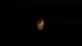 Popcorn kernel popping on a black background Popcorn hanging in the air. Close up shot. Snack making - Powered by Shutterstock - Get 15% off with code: PIKWIZARD15