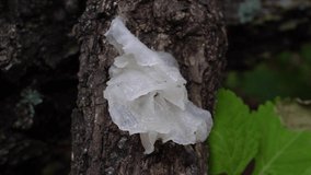 Mushroom Tremella fuciformis. Snow fungus. Chinese gelatinous fungi.	