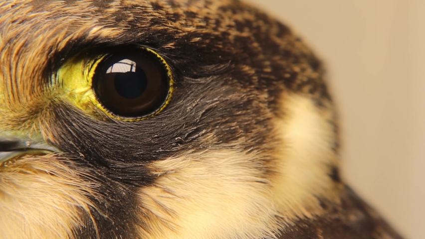 Falcon eye close-up.
Eurasian hobby (subgenus Hypotriorchis).
It