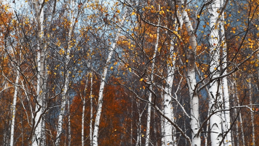 Autumn birch trees in a forest meadow at sunset. Yellow leaves swaying in the light wind.  Abtract autumn nature background.   
