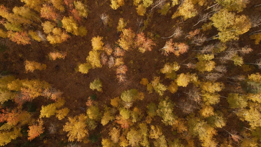 Yellow autumn trees in a forest at sunset. Aerial top down view. Abtract autumn nature background. 
