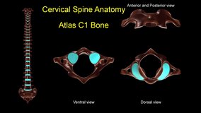 Cervical spine C 1 Atlas bone anatomy for medical concept 3D animation with anterior and posterior rotation - Powered by Shutterstock - Get 15% off with code: PIKWIZARD15