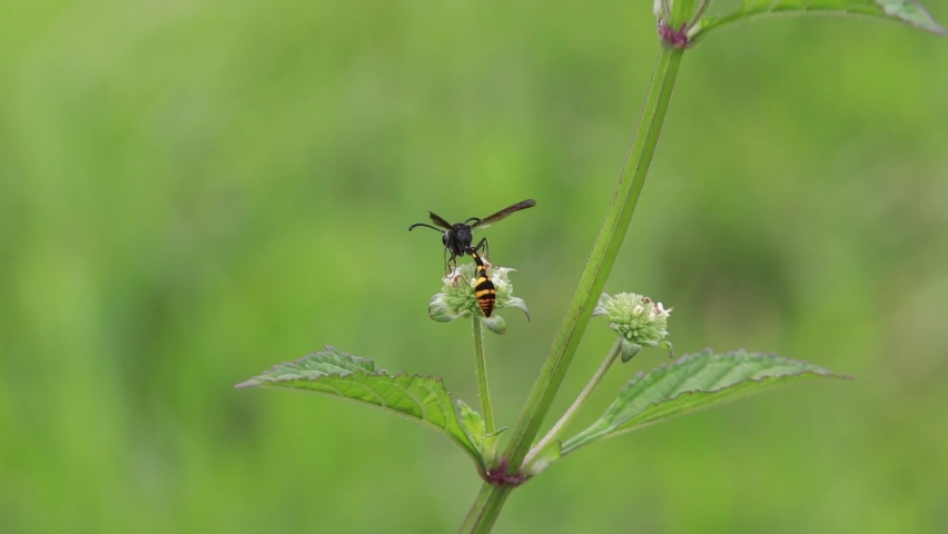 Yellow Wasp with Long Tail looking for nectar in Ball Flower