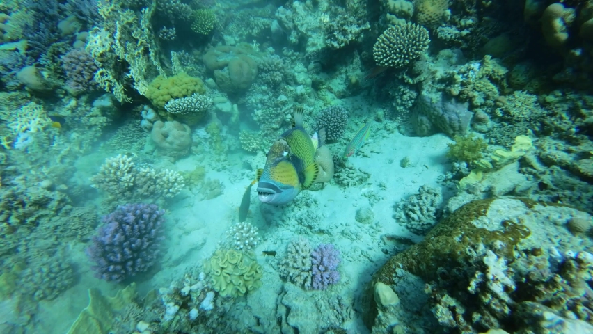 Slow motion of the Trigger fish on coral reef. Titan Triggerfish (Balistoides viridescens) Camera moving forwards to the fish. Close-up. Red Sea, Egypt Royalty-Free Stock Footage #1095550847
