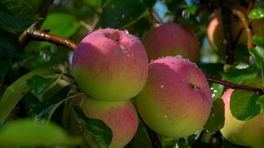 Raindrops are falling on the large ripe red apples on the branch on the background of greenery - Powered by Shutterstock - Get 15% off with code: PIKWIZARD15