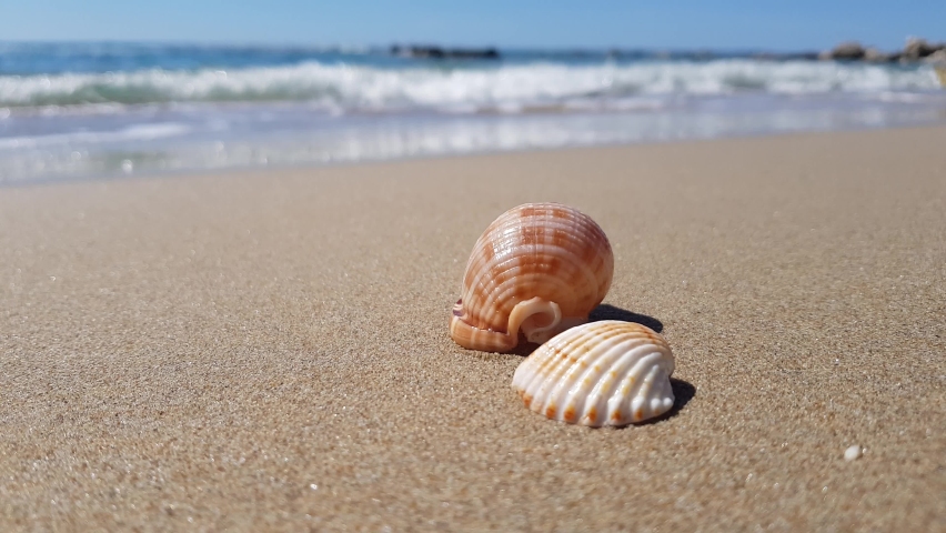 Two seashells on a sandy beach lapping by calm ocean waves Royalty-Free Stock Footage #1095552337