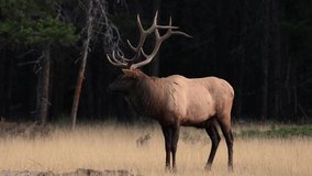 Bull elk bugling during the rut video clip 