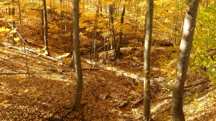 Fascinating golden textured autumn fall season at Algonquin park Ontario 
