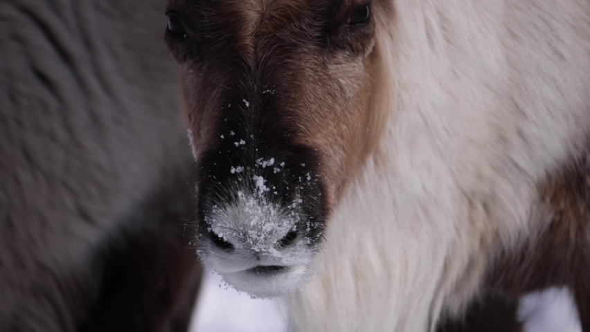 reindeer closeup mooing and licking snow off nose slomo cute