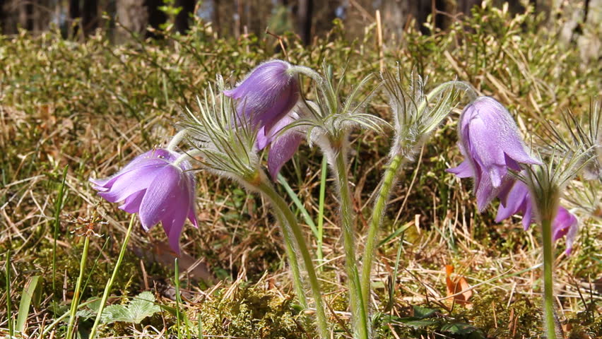 first spring flowers moving in the wind