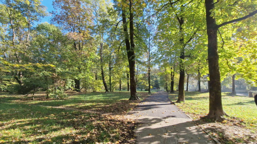 Trees in a park in the morning - green and yellow leaves and long shadows on a sunny day in late summer or autumn. City park in Cetinje Montenegro.