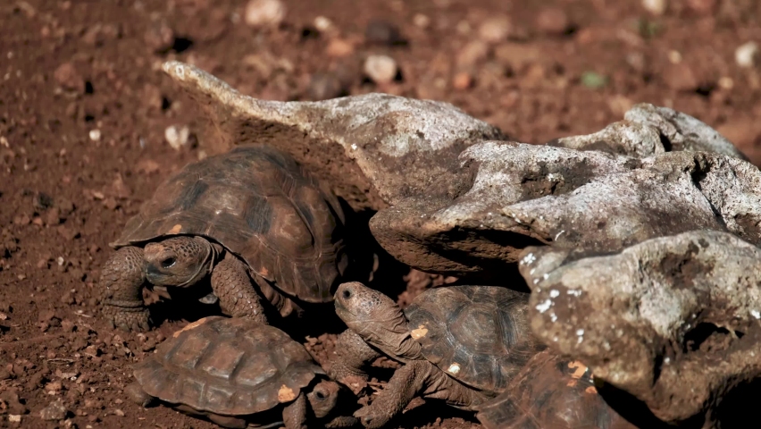 Young Giant Galapagos Turtles Walking In The Den On A Sunny Day. - close up | Shutterstock HD Video #1095570031