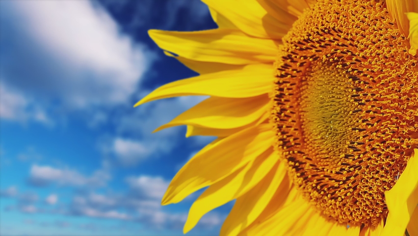 sunflower on a background cloudy sky Royalty-Free Stock Footage #1095572155