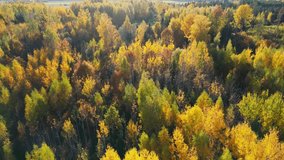 Autumn forest aerial drone footage. 4K. Flying over orange, red and yellow trees. Sunshine shining to the trees. Mixed forest and green fields. Colorful texture in the nature. Lonely farm in the woods
