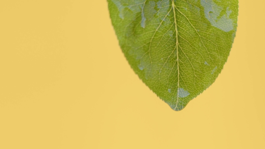 Drops of water drip from green leaves down, under the open sky in summer weather in yellow background. 8K downscale, 4K.