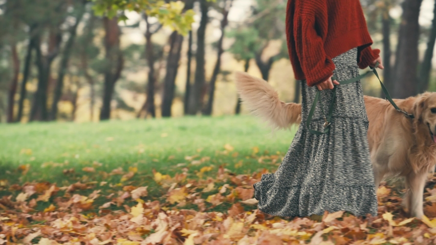 Young woman walking with golden rertriever dog and in autumn park. Girl have a rest outdoors with dog.