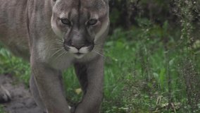 Beautiful Canadian Cougar, Puma Concolor hunting in wildlife at Canada forest in morning sun rays. 4k 120fps super slow motion raw footage 