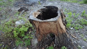 old stump. burnt tree. burnt stump. wood texture. footage in high definition. video 4k 60 frames.