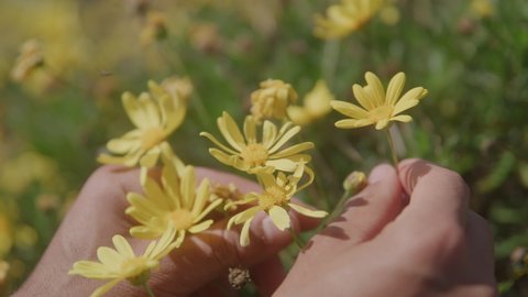 Young Mans Hands Holding Yellow Flowers on a Sunny Day – Stockvideo