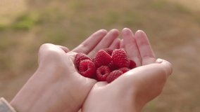 Woman shows harvest of fresh organic raspberries in hands, juicy raspberries in individual plastic boxes against the background of grass. 4k footage.