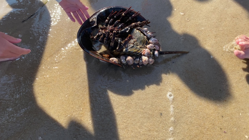 bright sunny beach day at a sandy shore two females are turning over a horseshoe crab with their hands which is covered with shellfish.