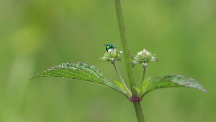 Small wasps, Hymenoptera, Vespidae family, honeybee, black wasp roaming flowers looking for any remaining nectar. There are types of wasps that do not produce honey