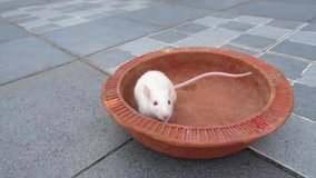 White laboratory mouse (Mus musculus ) crawling on a clay pot. Uttarakhand India