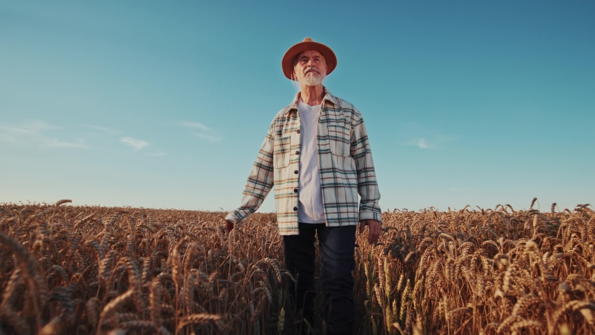 Shot of handsome senior man farmer in a hat walking looking around touching harvesting in the golden wheat field. Agriculture. Outdoors. Slow motion